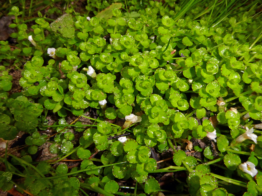 Gratiola sp. (Hedge-hyssop), native California annual