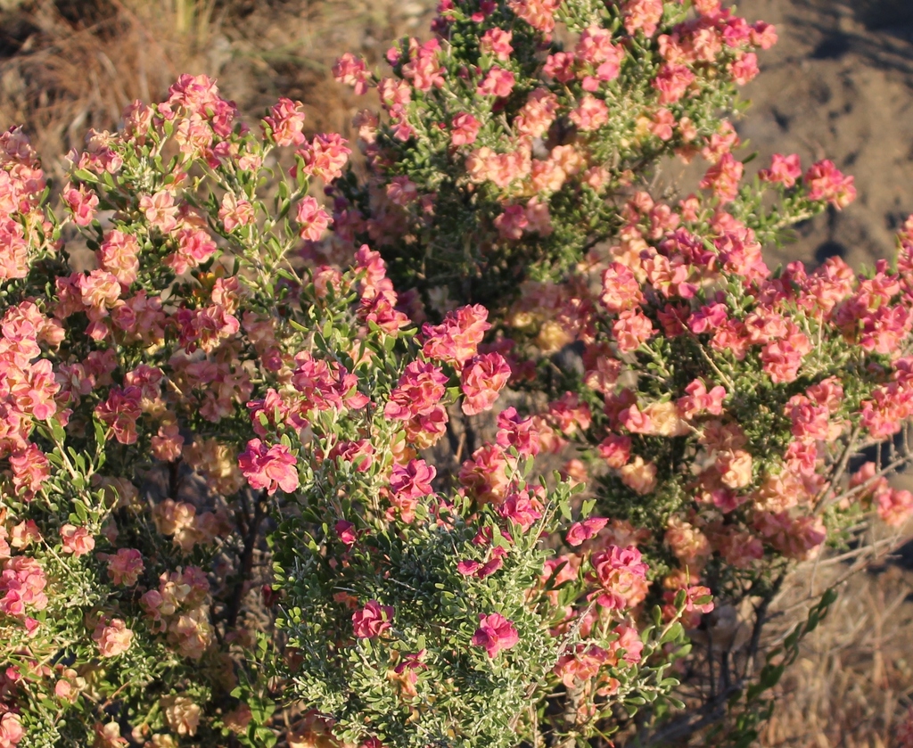 Grayia spinosa (Hop sage), native California shrub