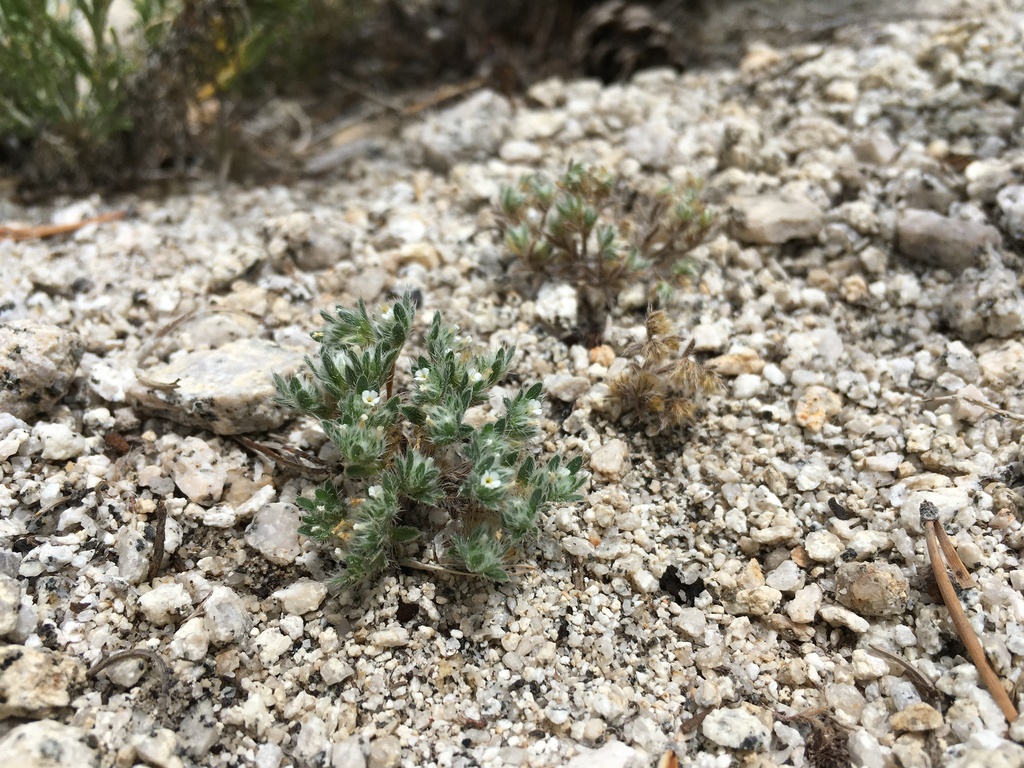 Greeneocharis circumscissa — parent species of Greeneocharis circumscissa var. rosulata