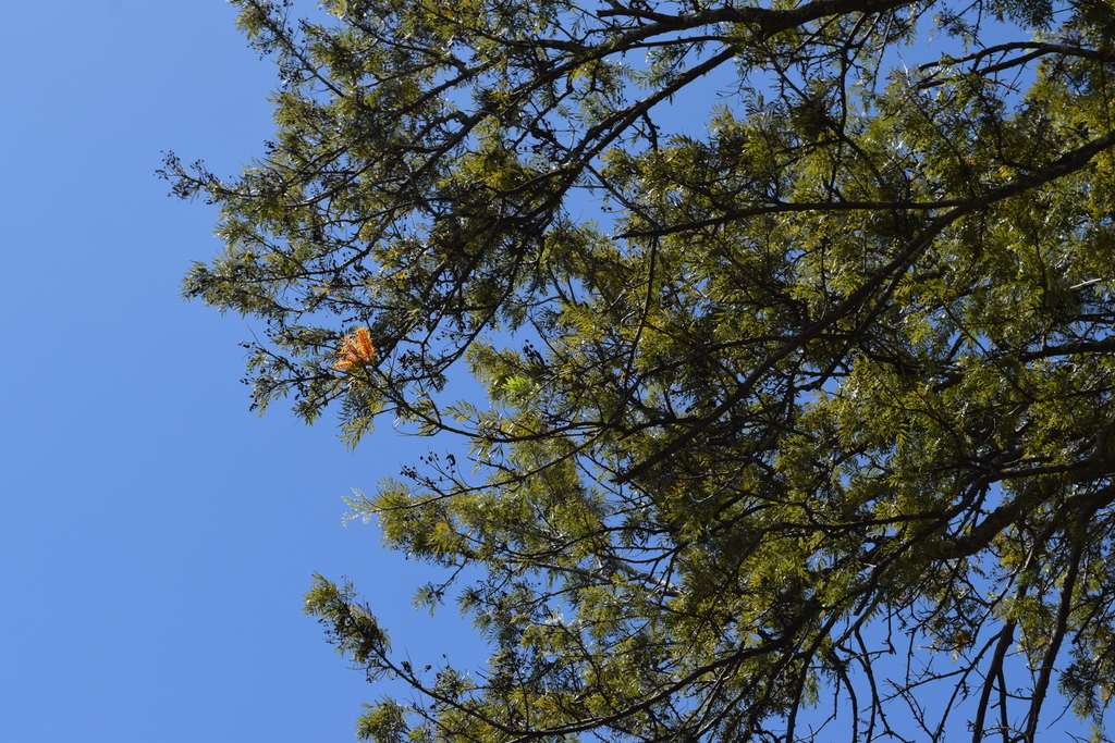 Grevillea robusta (Silkoak), non-native California tree