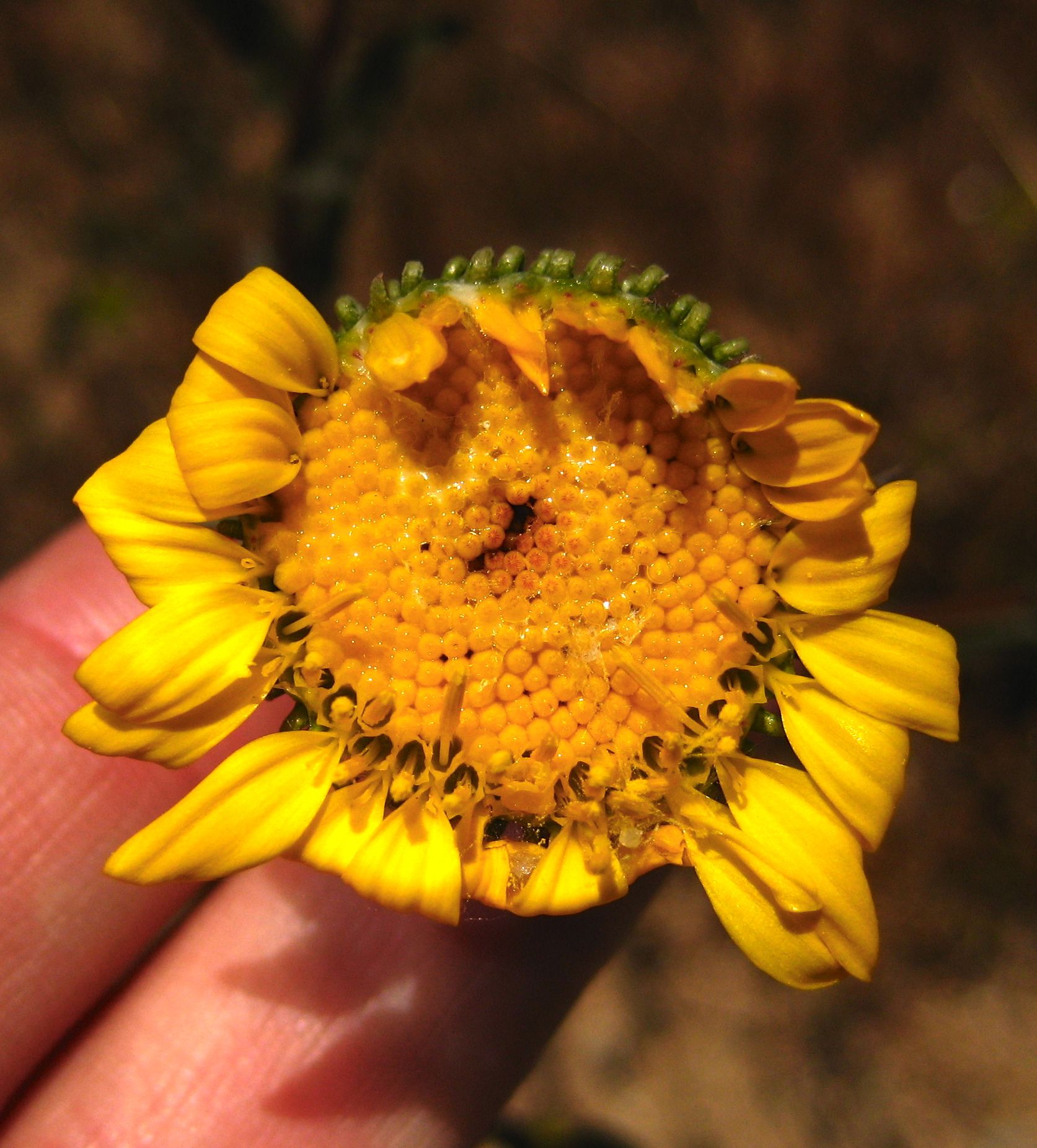 Grindelia camporum (Common gumplant), native California subshrub