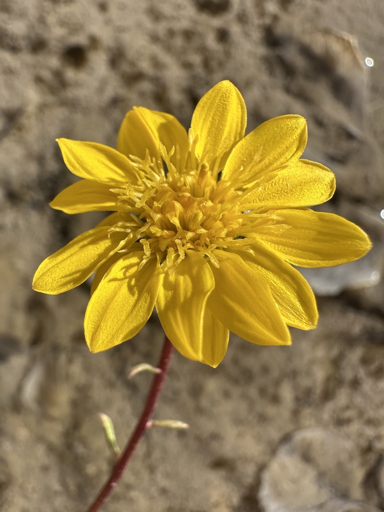 Grindelia fraxinipratensis (Ash meadows gumplant), native California herb