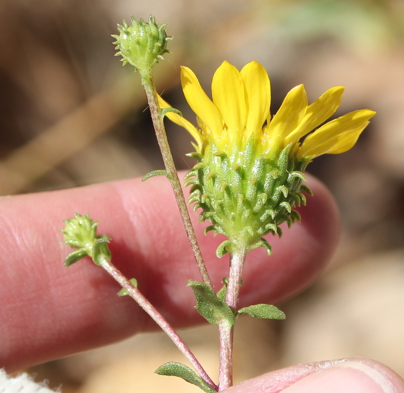 Grindelia hallii (San diego gumplant), native California perennial