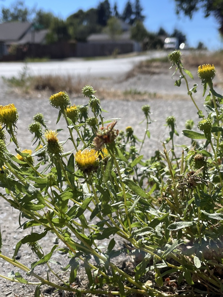 Grindelia nana (Idaho gumweed), native California herb