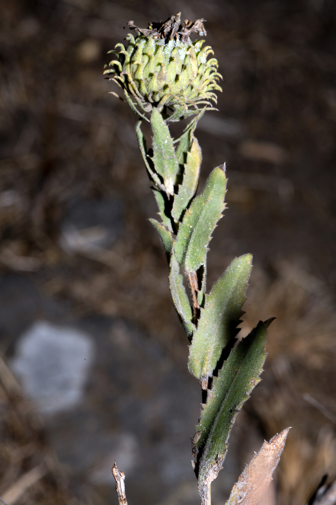 Grindelia ×paludosa (Suisun gumplant), native California perennial