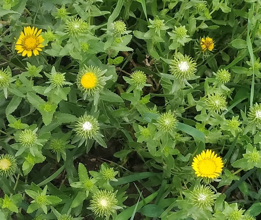 Grindelia sp. (Gumplant), non-native California perennial