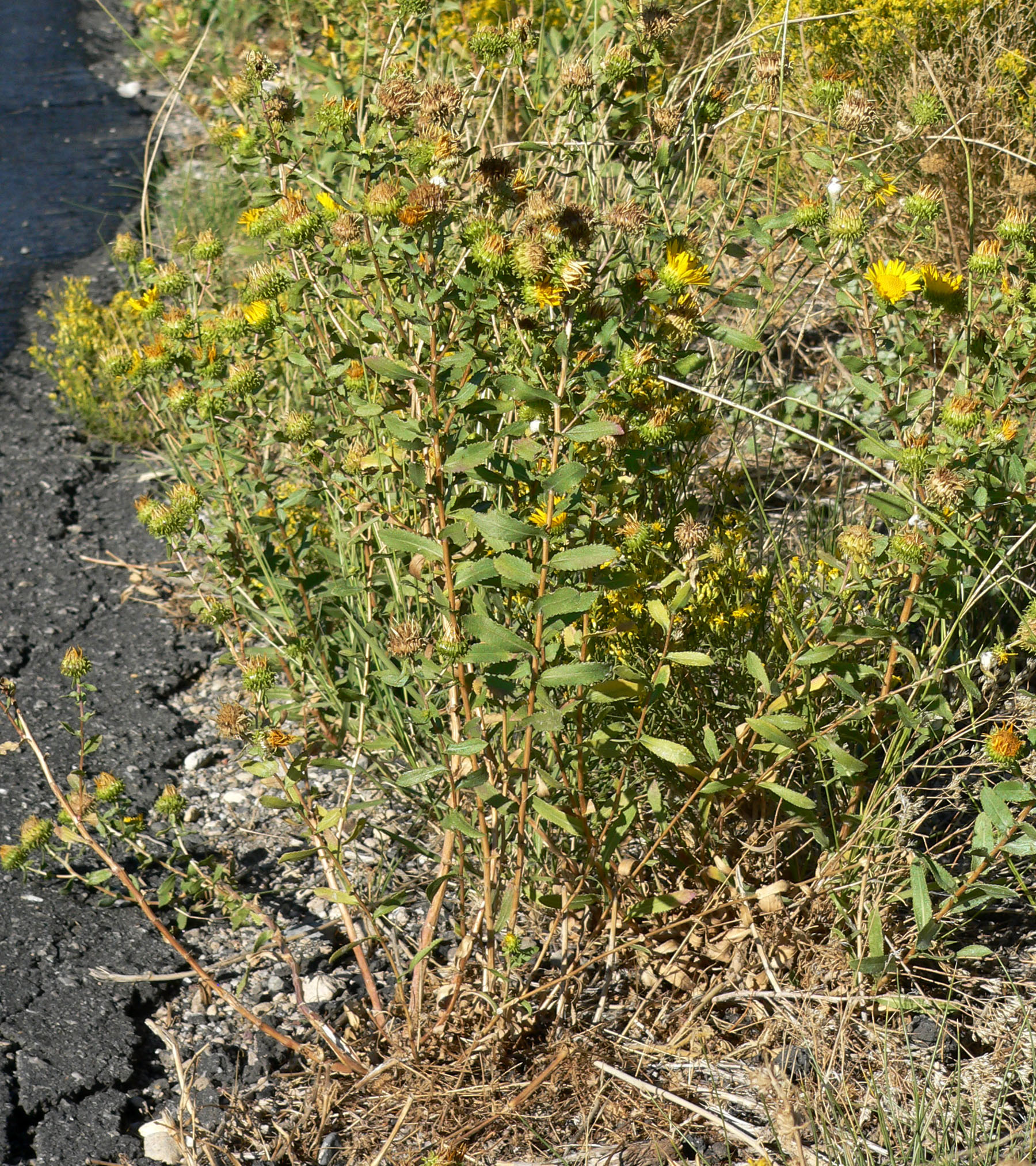 Grindelia squarrosa var. serrulata (Curlycup gumweed), non-native California herb