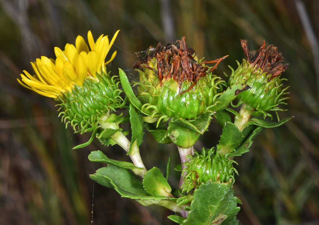 Grindelia stricta var. angustifolia (Marsh gumplant), native California subshrub
