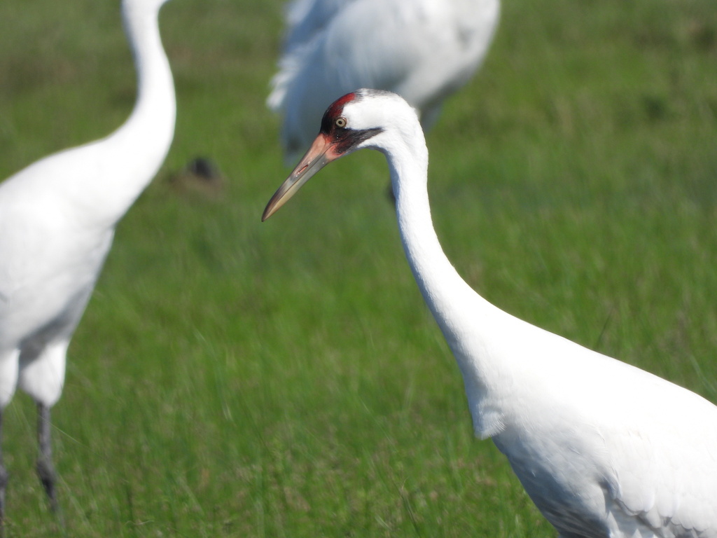 Grus americana (Whooping crane), California species