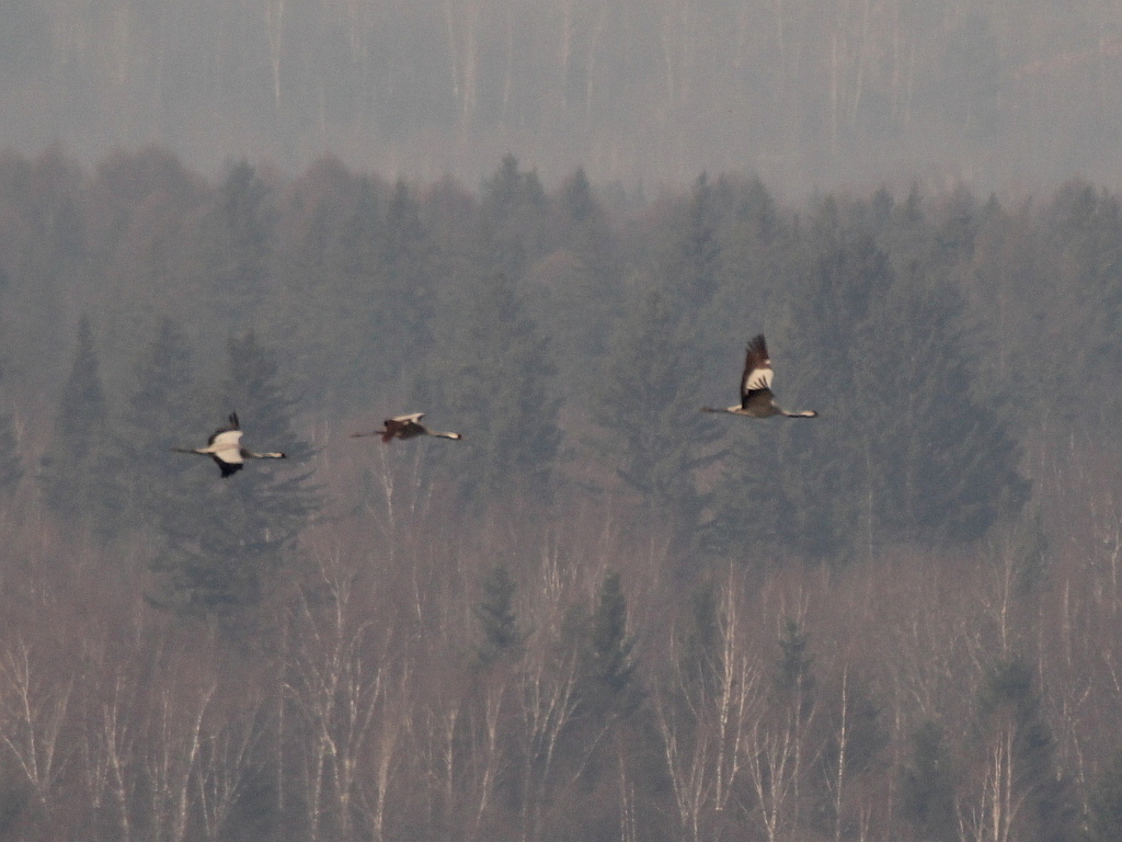Grus grus (Common Crane), California species