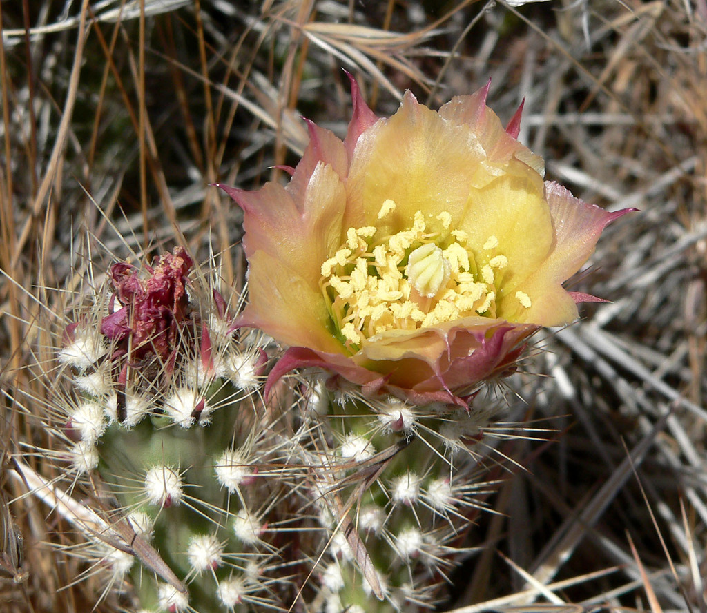 Grusonia parishii (Parish's club-cholla), native California shrub