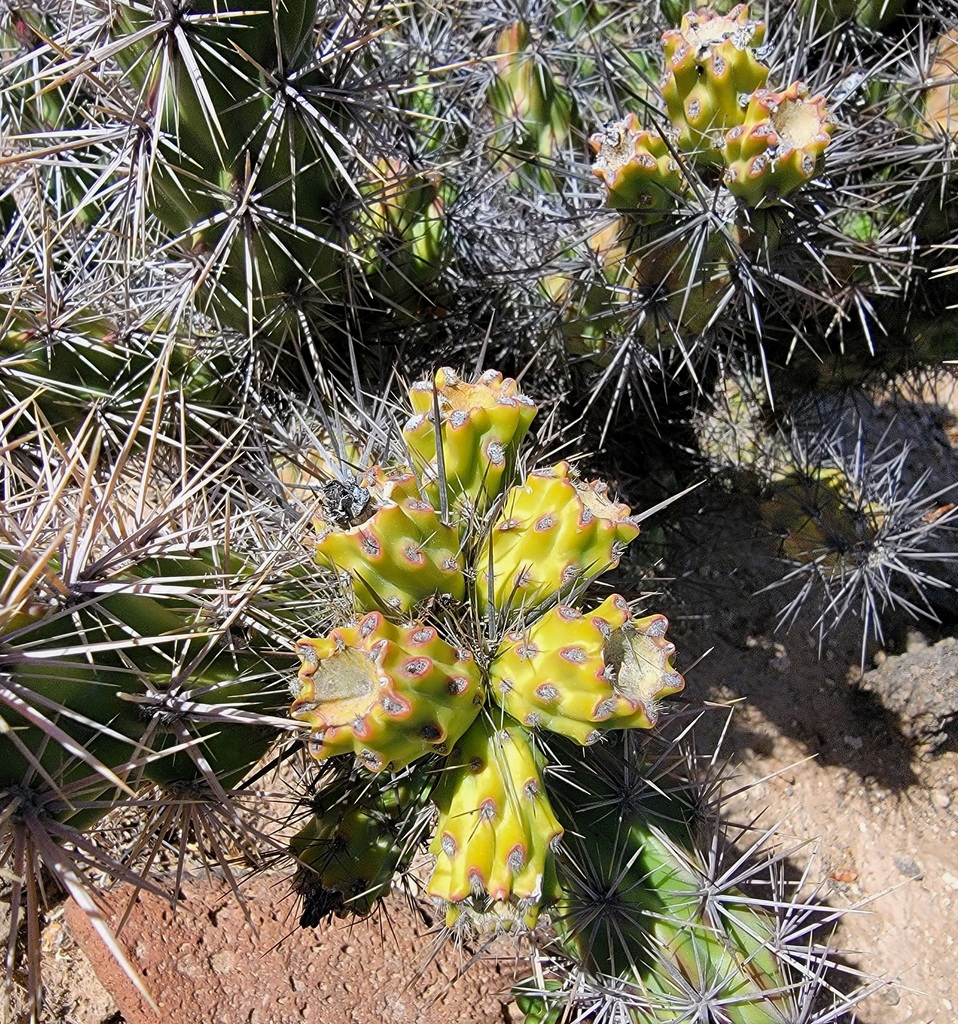 Grusonia pulchella (Beautiful club-cholla), native California shrub