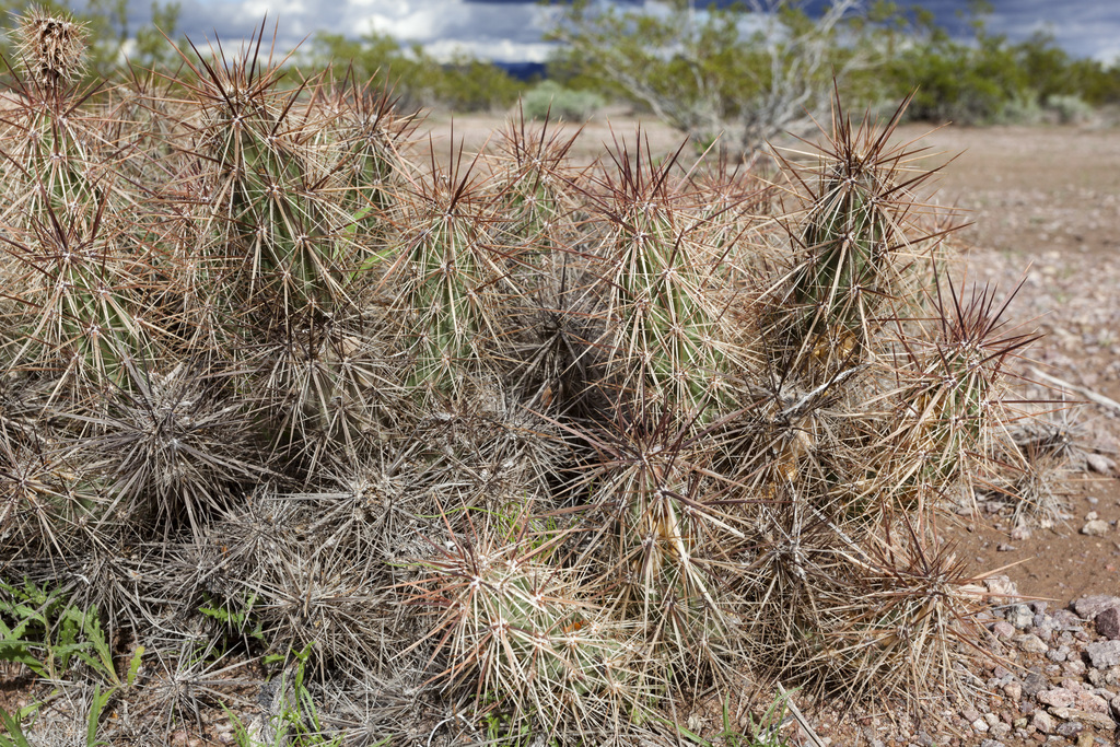 Grusonia sp. (Club-cholla), native California perennial
