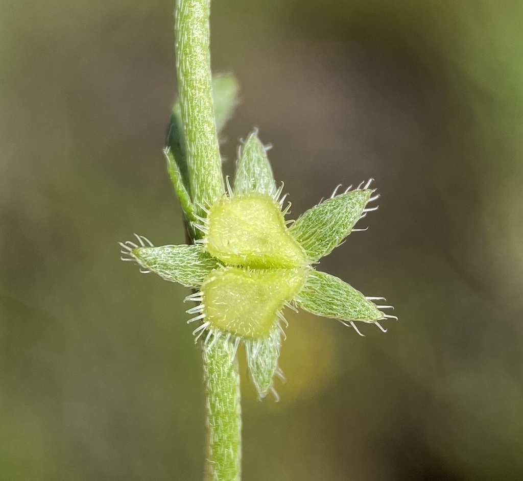 Gruvelia pusilla (Little gruvelia), native California herb
