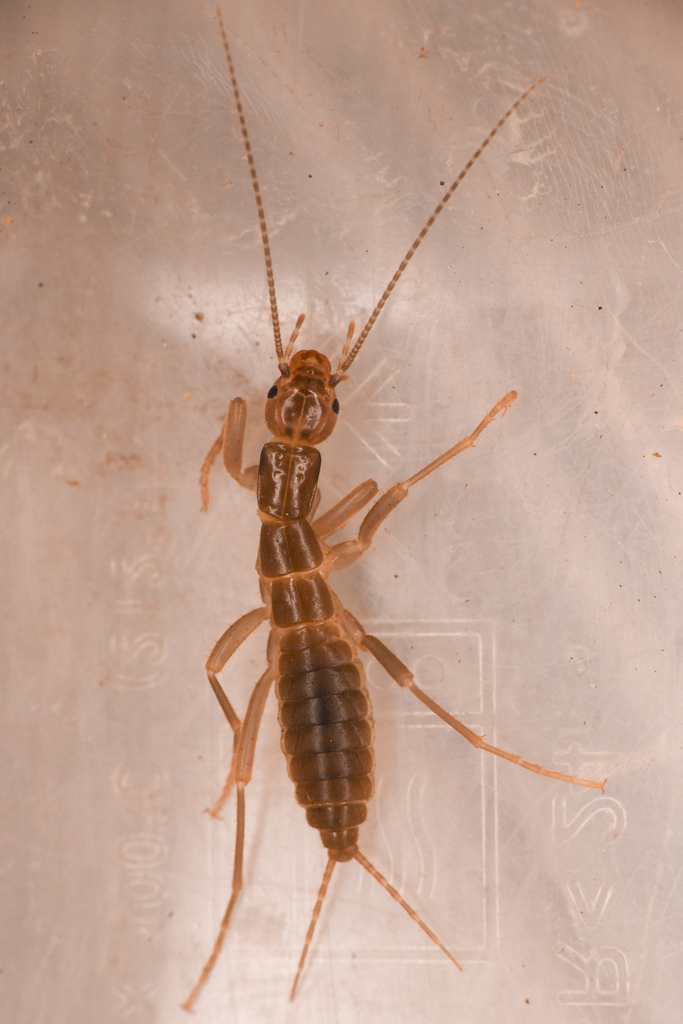 Grylloblatta washoa, California species