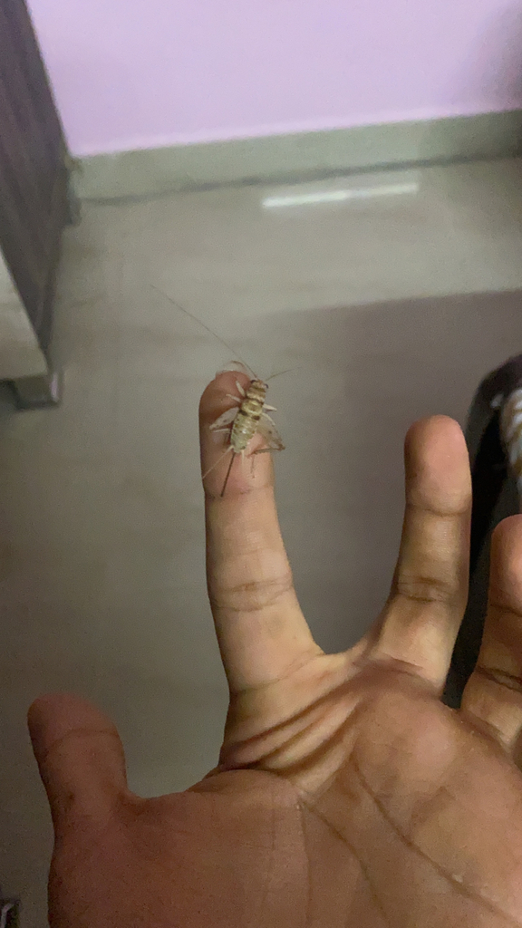 Gryllodes sigillatus (Tropical House Cricket), California species
