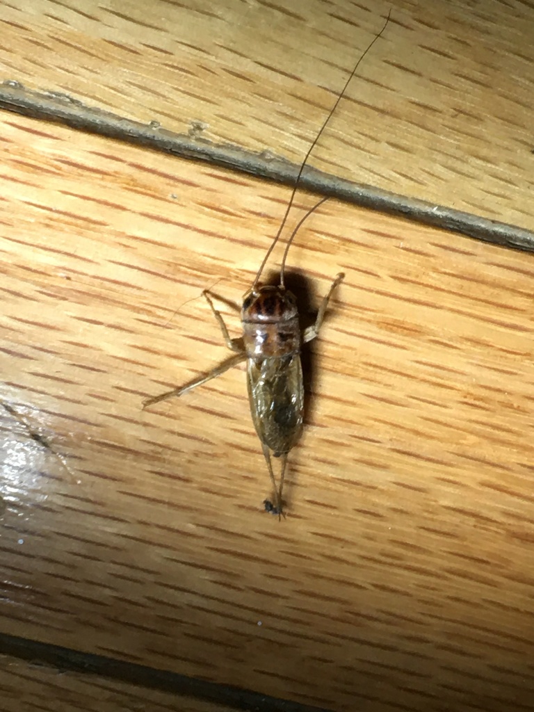 Gryllus lineaticeps (Variable Field Cricket), California species