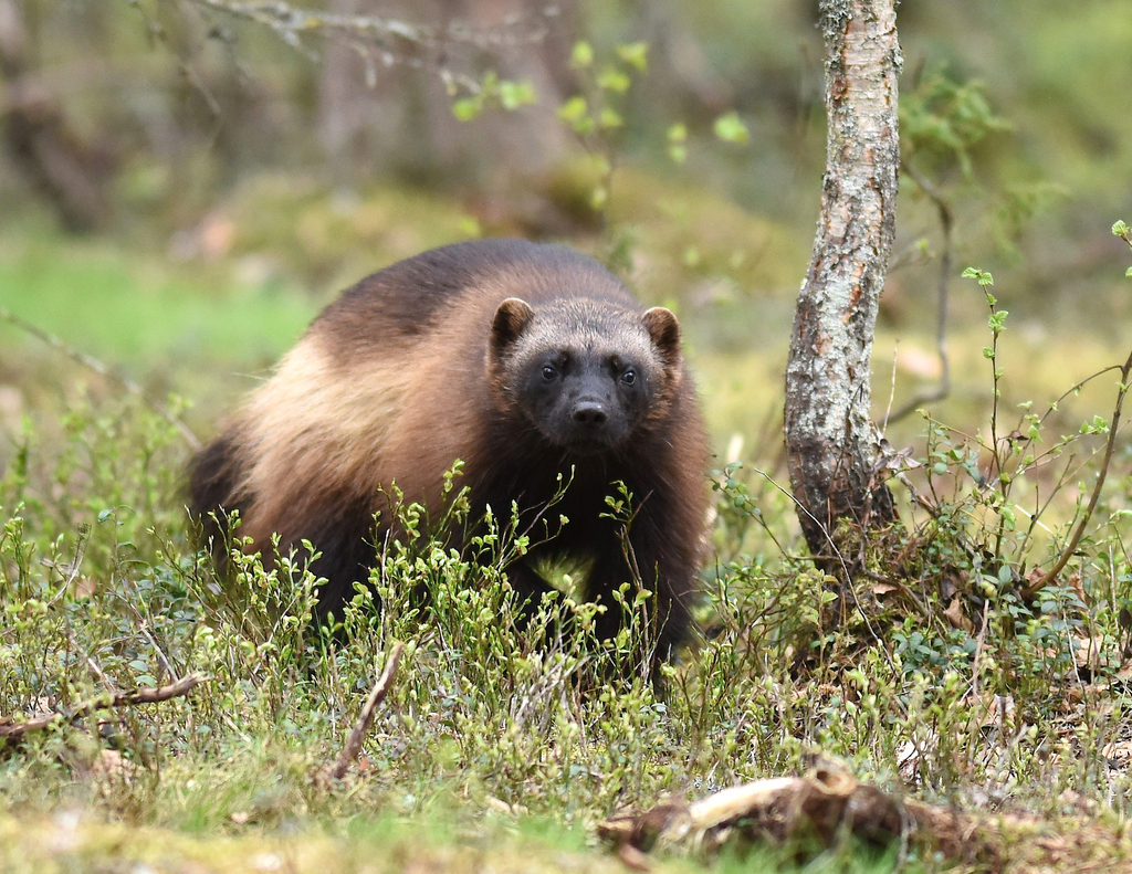 Gulo gulo (Wolverine), California species