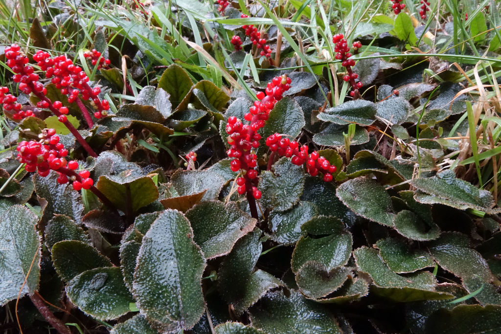 Gunnera sp., non-native California perennial