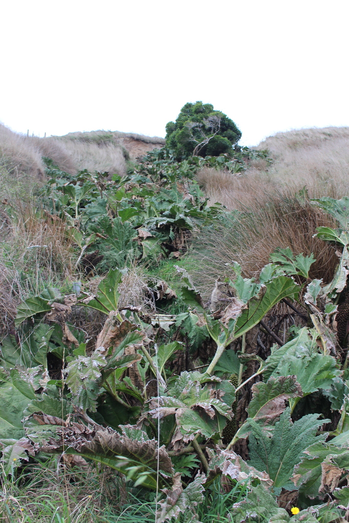 Gunnera tinctoria (Chilean-rhubarb), non-native California herb