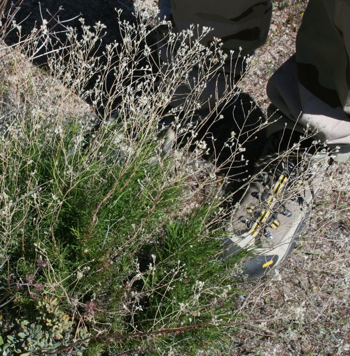 Gutierrezia californica (California matchweed), native California subshrub