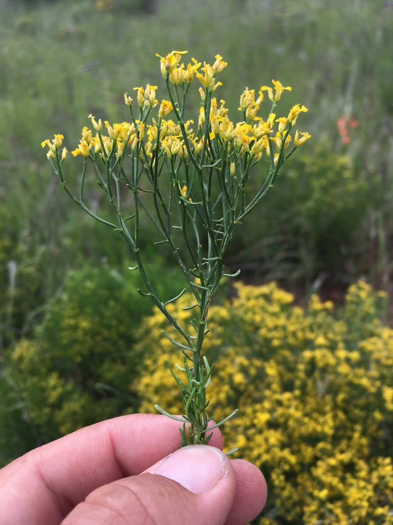 Gutierrezia microcephala (Sticky snakeweed), native California shrub