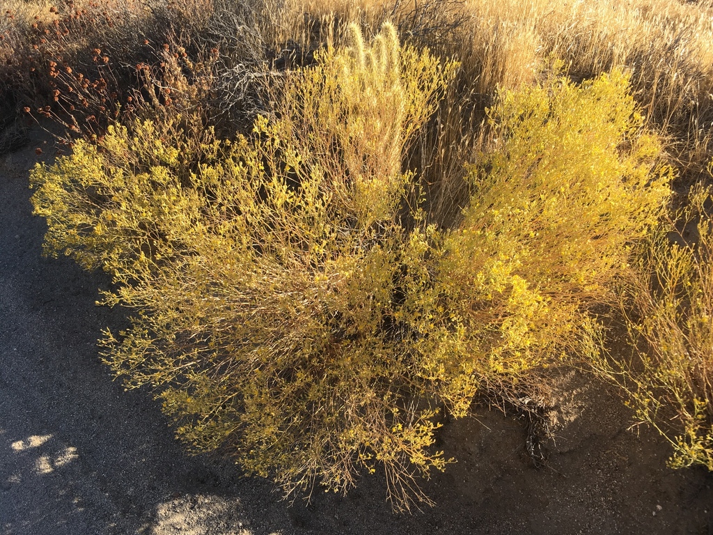 Gutierrezia sarothrae (Matchweed), native California shrub