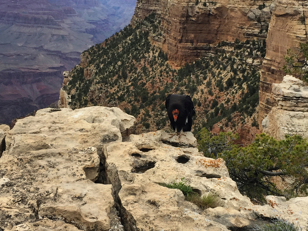 Gymnogyps californianus (California condor), California species