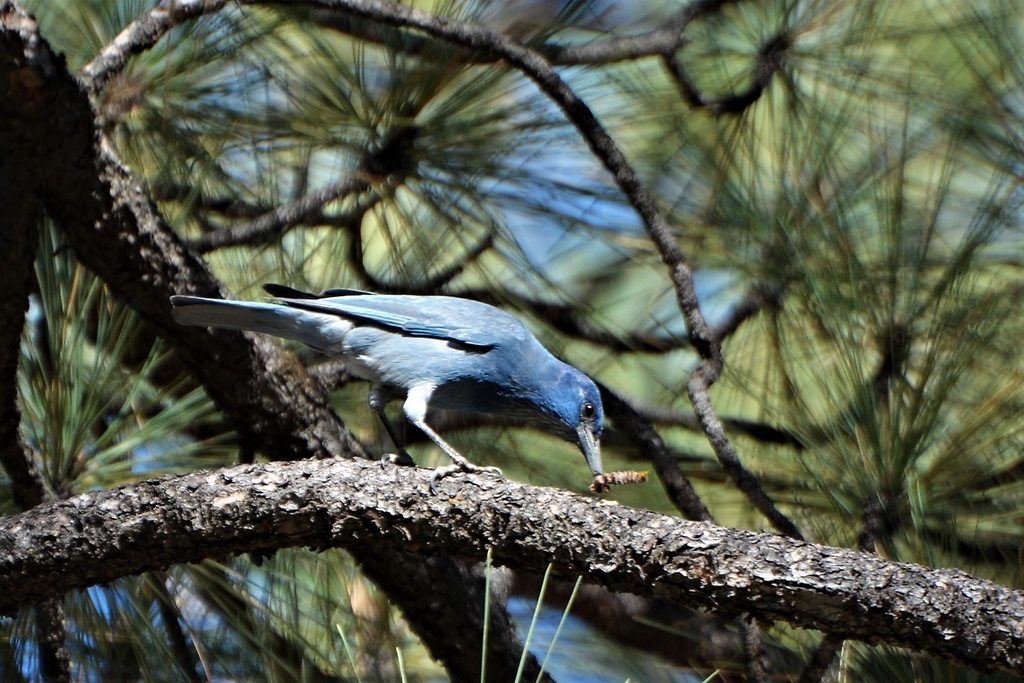 Gymnorhinus cyanocephalus (Pinyon Jay), California species