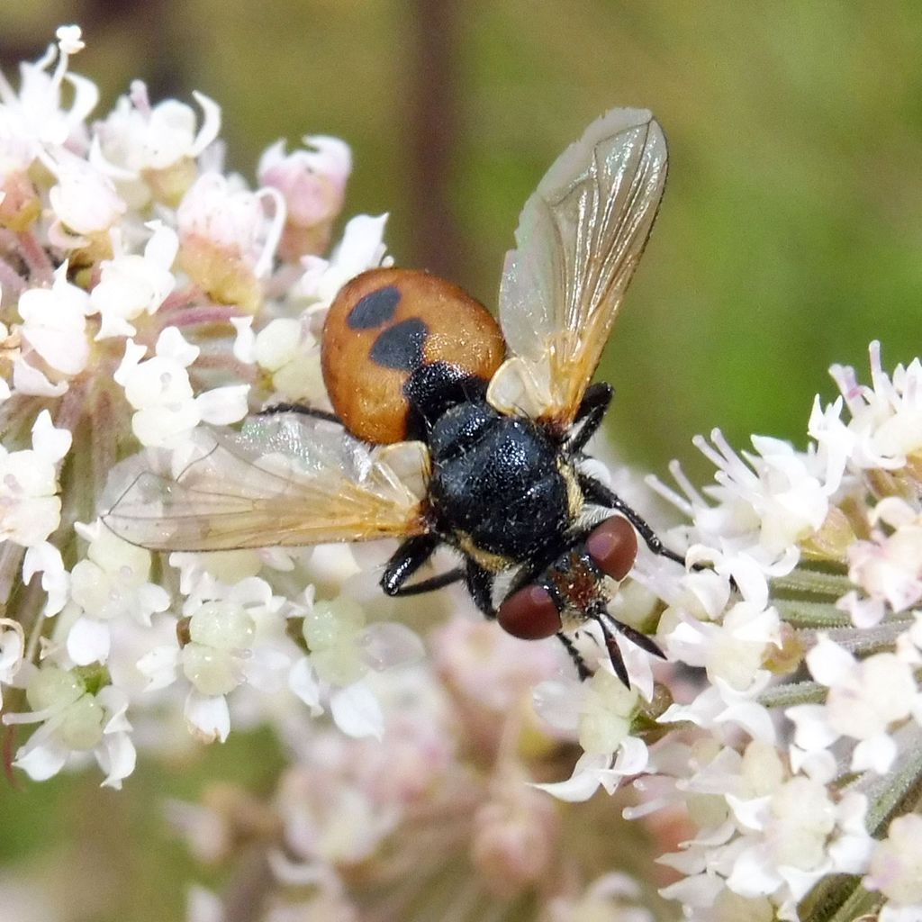 Gymnosoma rotundatum (Ladybird Fly), California species