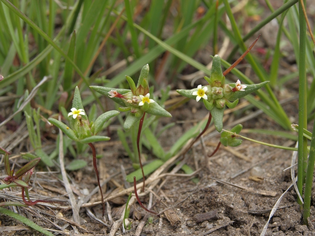 Gymnosteris parvula (Small flowered gymnosteris), native California herb