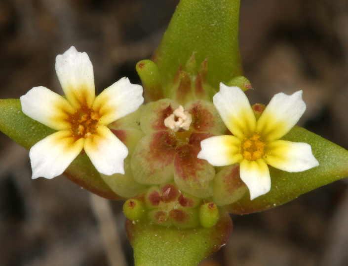 Gymnosteris sp., native California annual