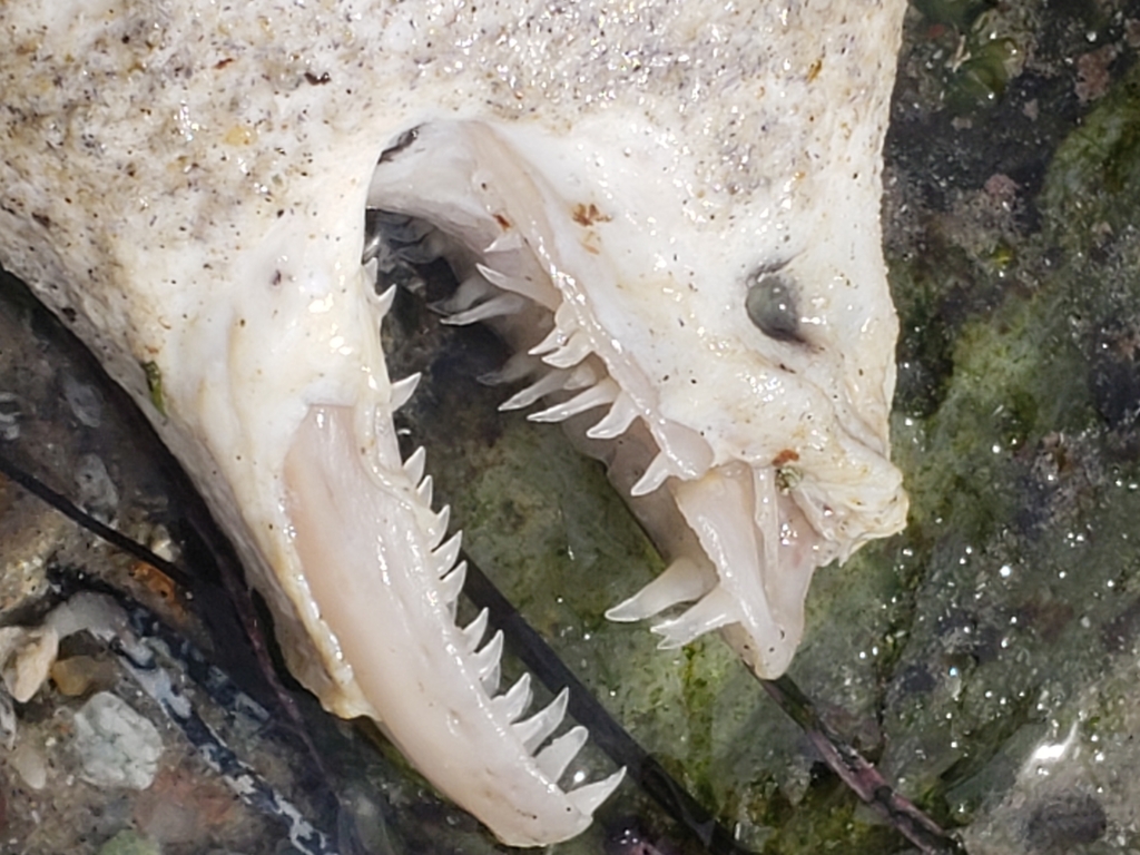 Gymnothorax mordax (California Moray), California species