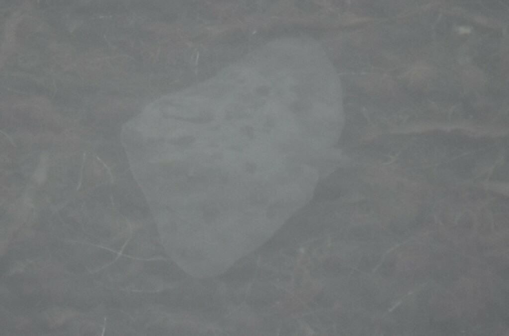 Gymnura marmorata (California Butterfly Ray), California species