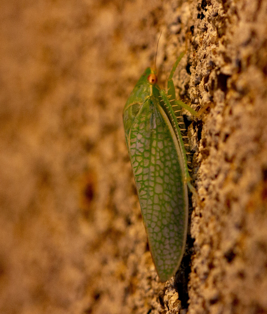 Gyponana procera, California species