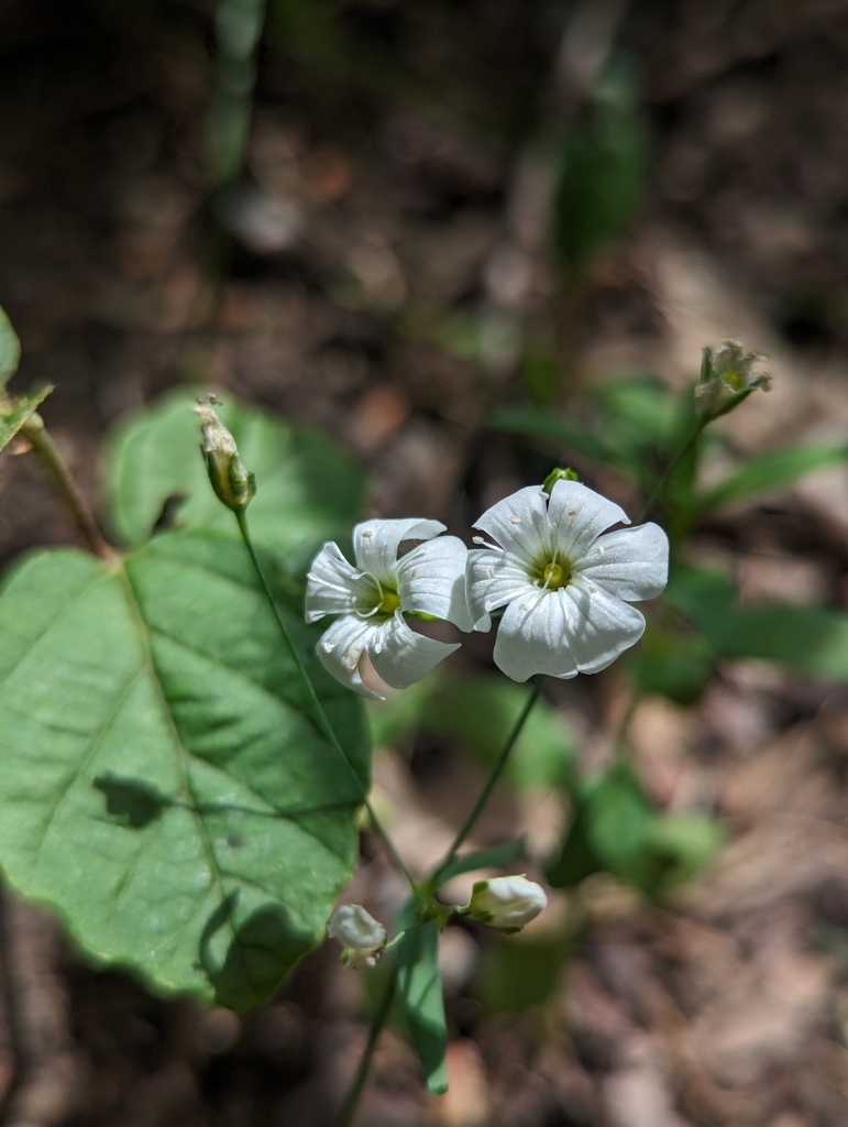 Gypsophila elegans (Showy baby's-breath), non-native California herb