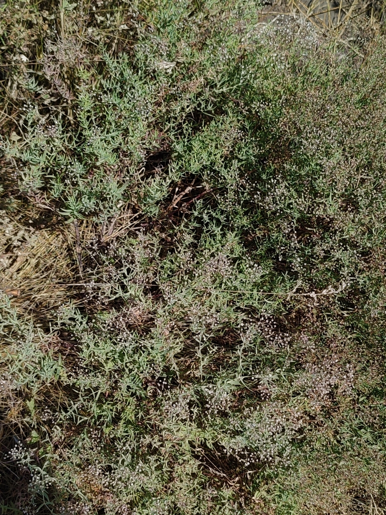 Gypsophila paniculata (Baby's-breath), non-native California herb