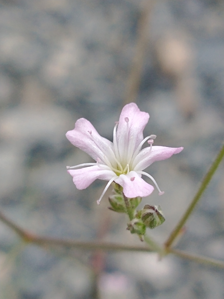 Gypsophila scorzonerifolia (Glandular baby's-breath), non-native California herb