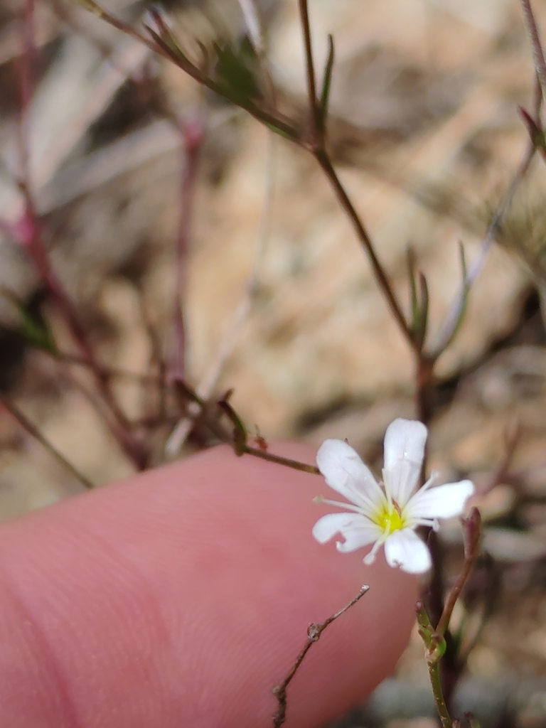 Gypsophila sp. (Baby's-breath), non-native California perennial