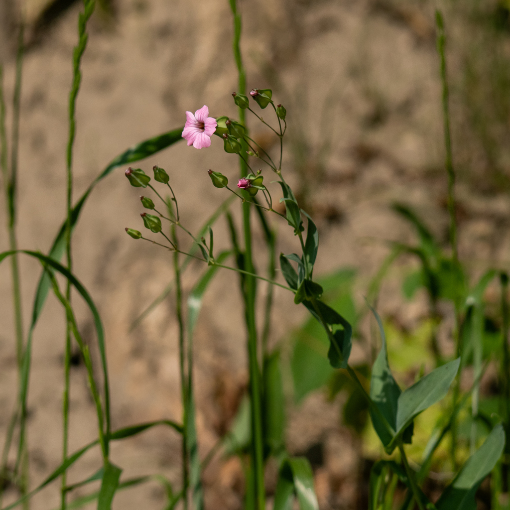 Gypsophila vaccaria (Cow-herb), non-native California herb