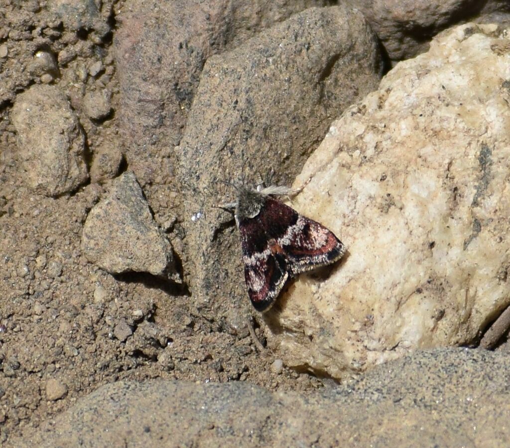 Gyros muirii, California species