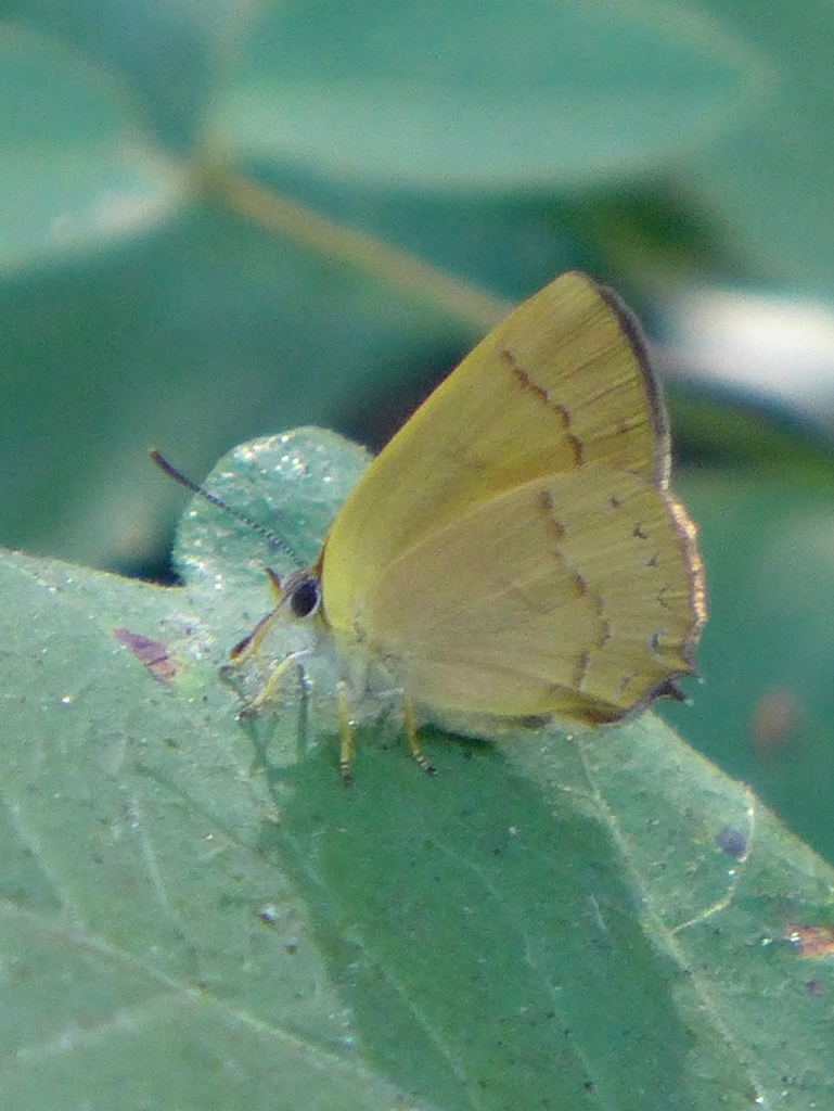 Habrodais grunus (Golden Hairstreak), California species