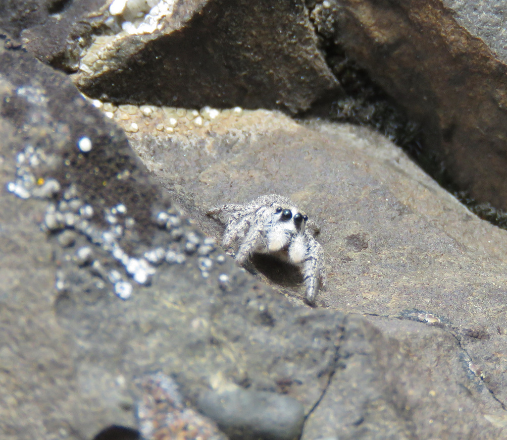 Habronattus hirsutus (Hirsute Paradise Spider), California species
