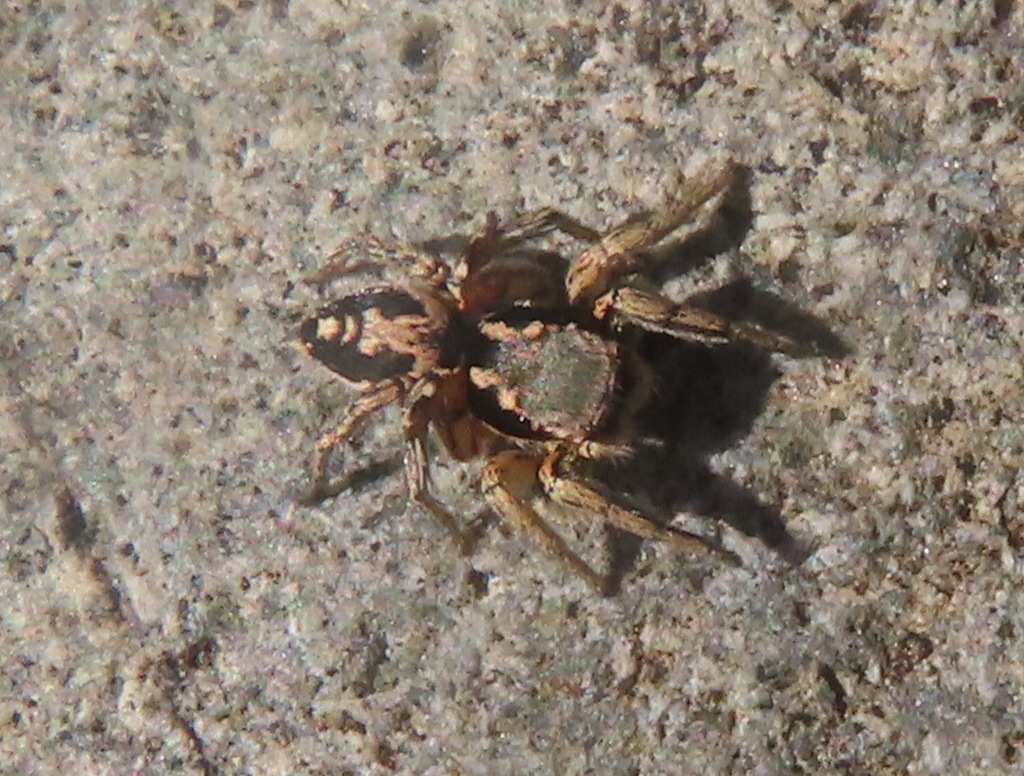 Habronattus pyrrithrix, California species