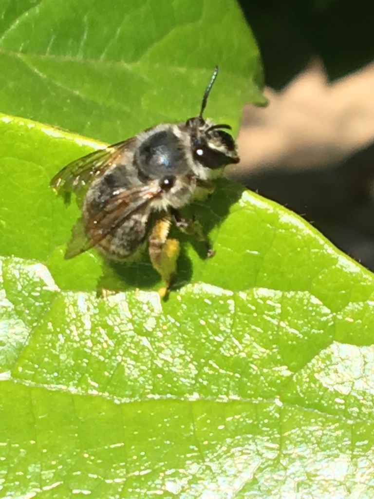 Habropoda depressa (California Mountain-Digger Bee), California species