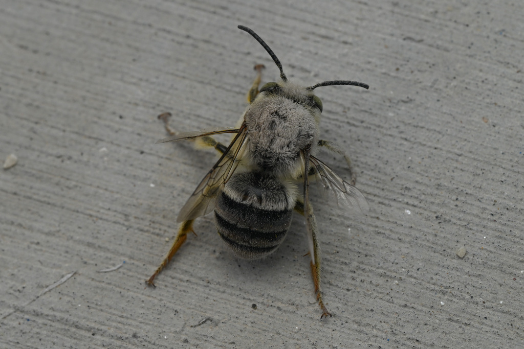 Habropoda pallida (White Faced Bee), California species