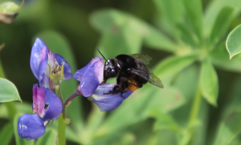 Habropoda tristissima (Dimorphic Mountain-digger Bee), California species
