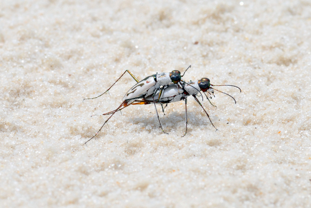Habroscelimorpha gabbii (Western Tidal-flat Tiger Beetle), California species
