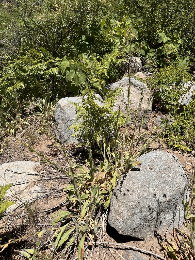 Hackelia amethystina (Amethyst stickseed), native California herb