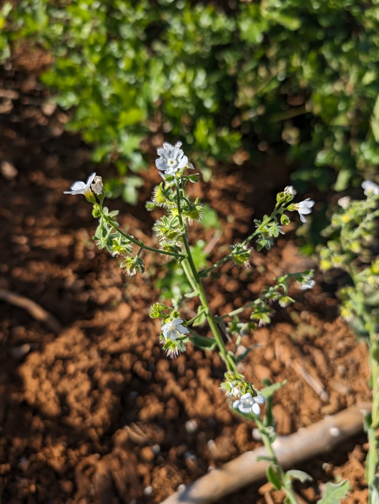 Hackelia bella (Beautiful stickseed), native California herb